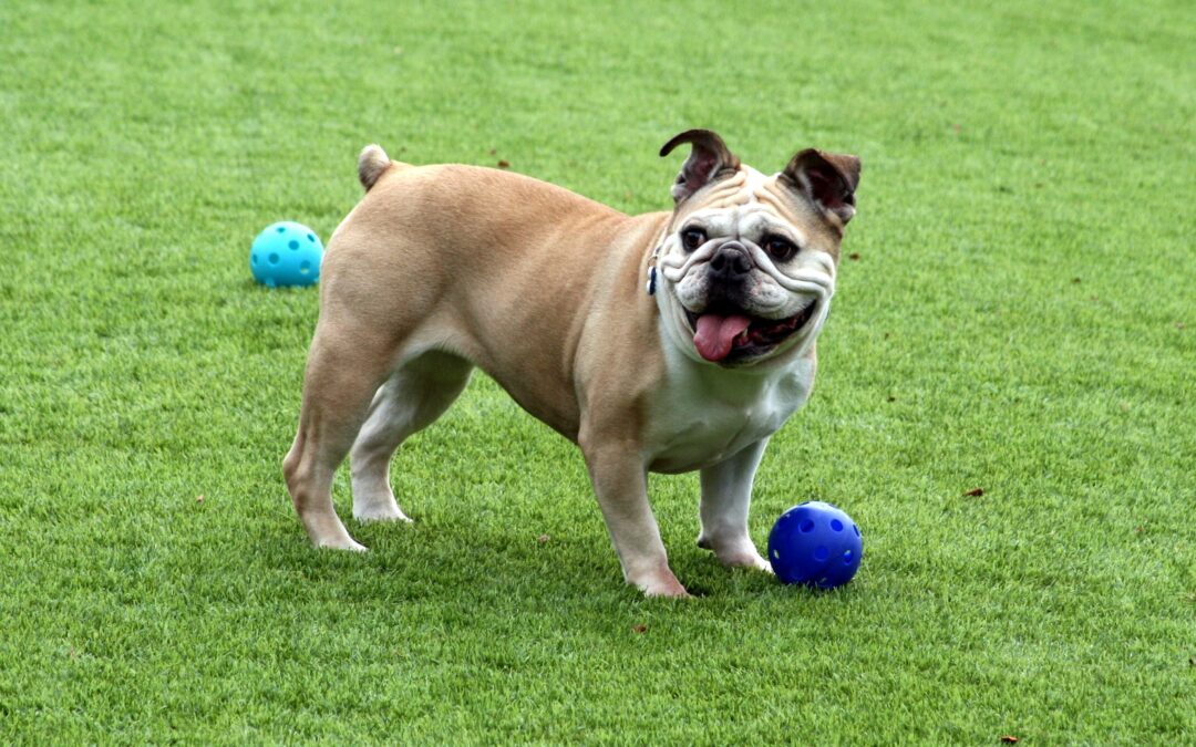 dog bully playing ball on artificial grass